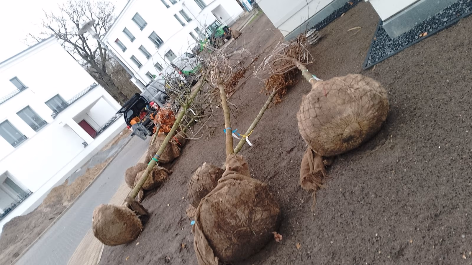 Bäume mit Wurzelballen im Jutetuch liegen zur Pflanzung auf der Fläche bereit