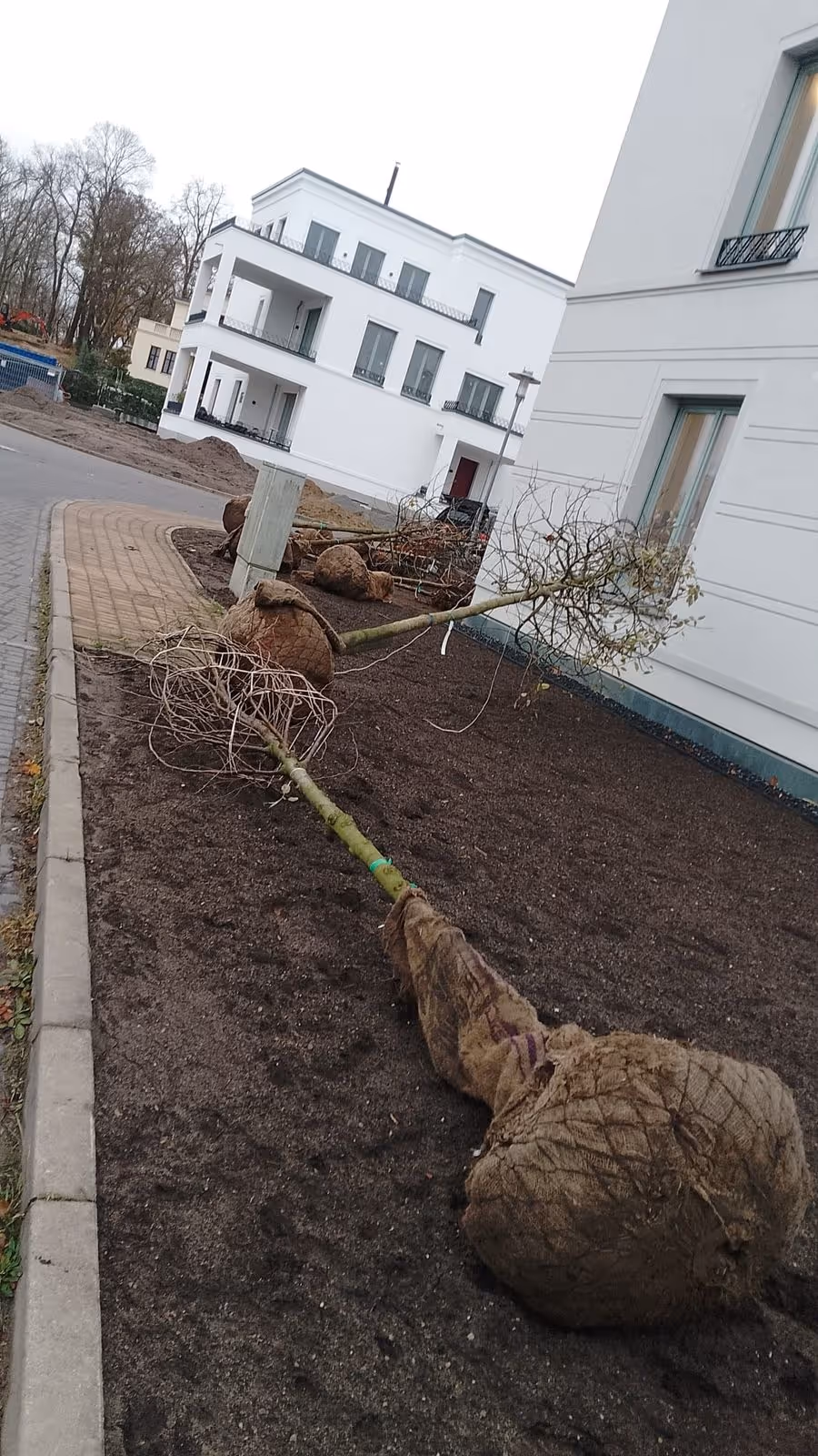 Heckenpflanzen mit Wurzelballen im Jutetuch auf einer Baustelle angeliefert