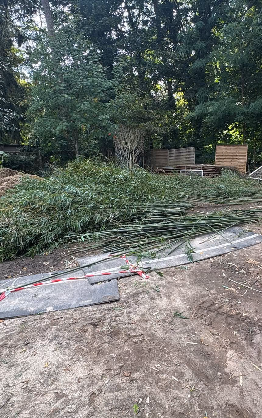 Berg aus bodennah abgeschnittenen Bambushalmen auf einer geräumten Gartenfläche