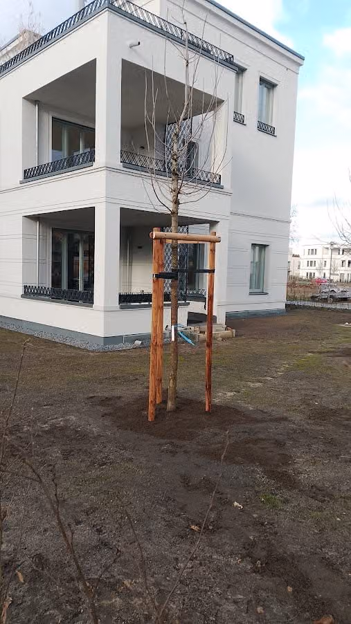 Frisch gesetzter Hochstamm mit Zweibock und Gurtband verankert