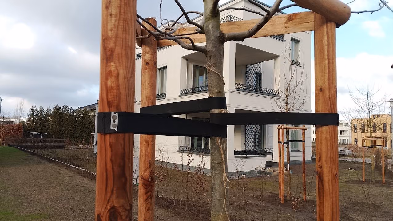 Baumverankerung im Detail: Gurtband zwischen Stamm und Pfahl, ohne Einschnürung