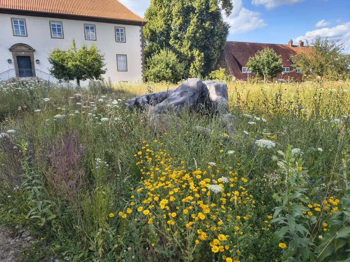 Blühwiese mit gelben Korbblütlern und Ziergräsern anstelle einer gemähten Rasenfläche