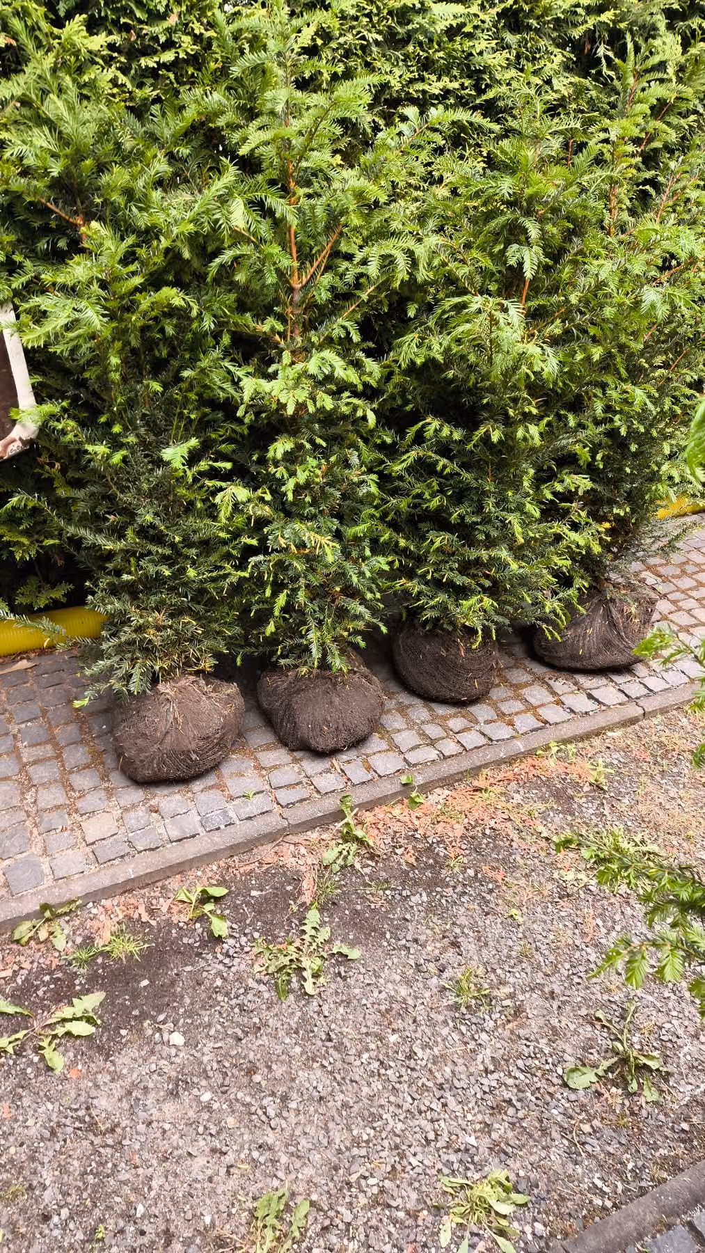 Reihe angelieferter Eiben mit Wurzelballen in Drahtballierung, abgestellt auf einer Kleinpflasterfläche