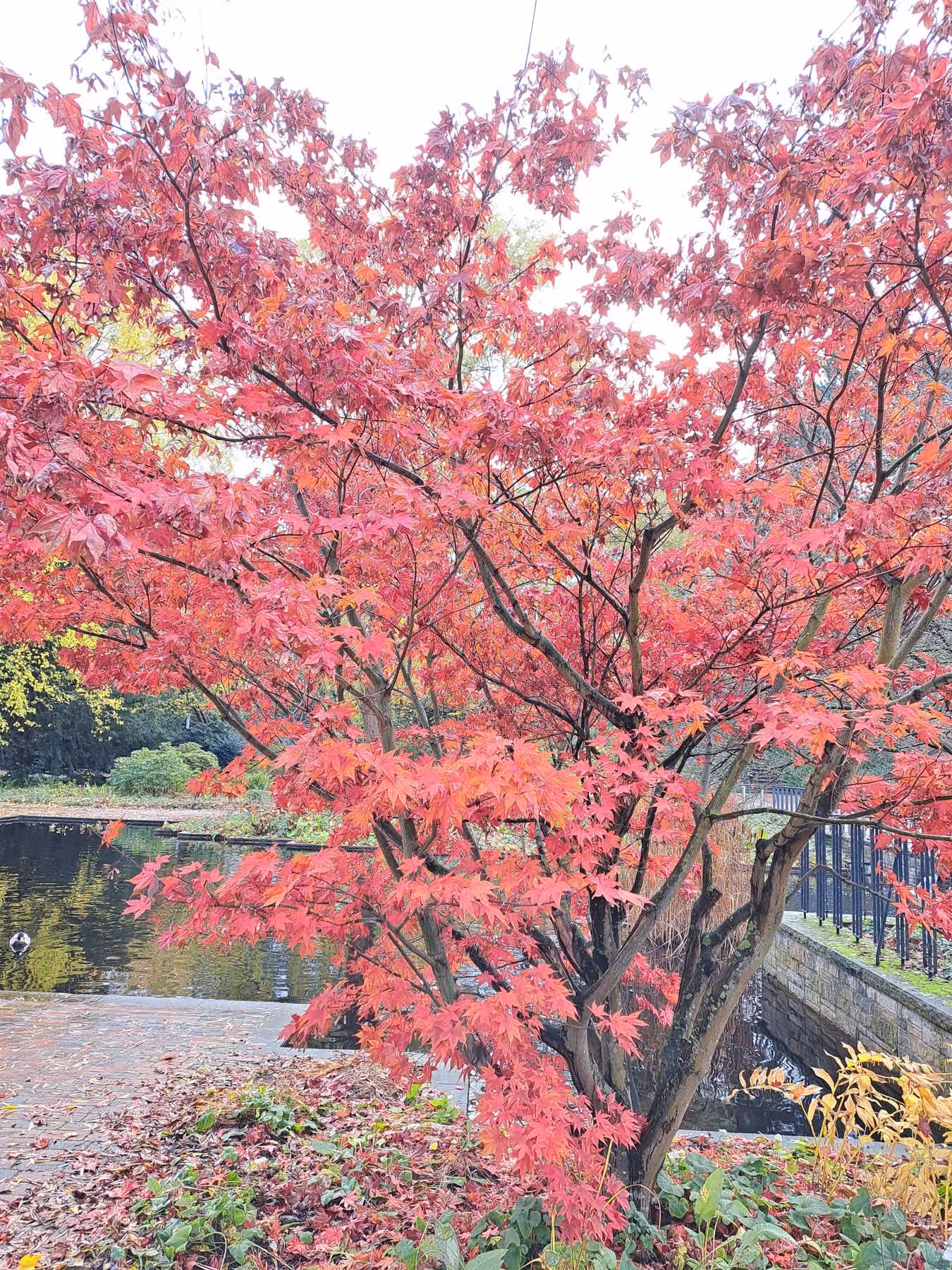 Ahorn mit leuchtend roter Herbstfärbung über einer Mauer am Wasser