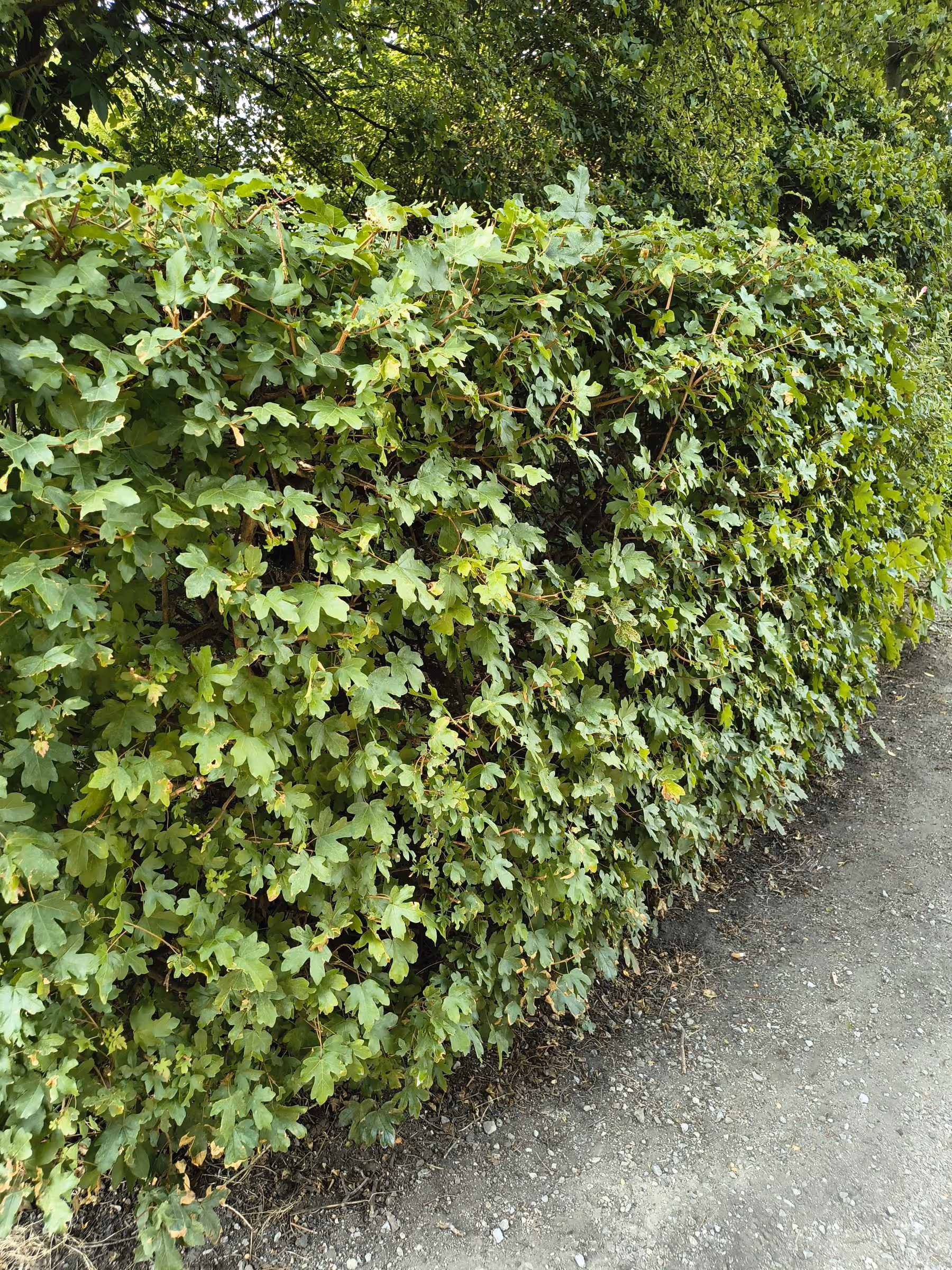 Feldahornhecke am Weg, dicht verzweigt bis zum Boden