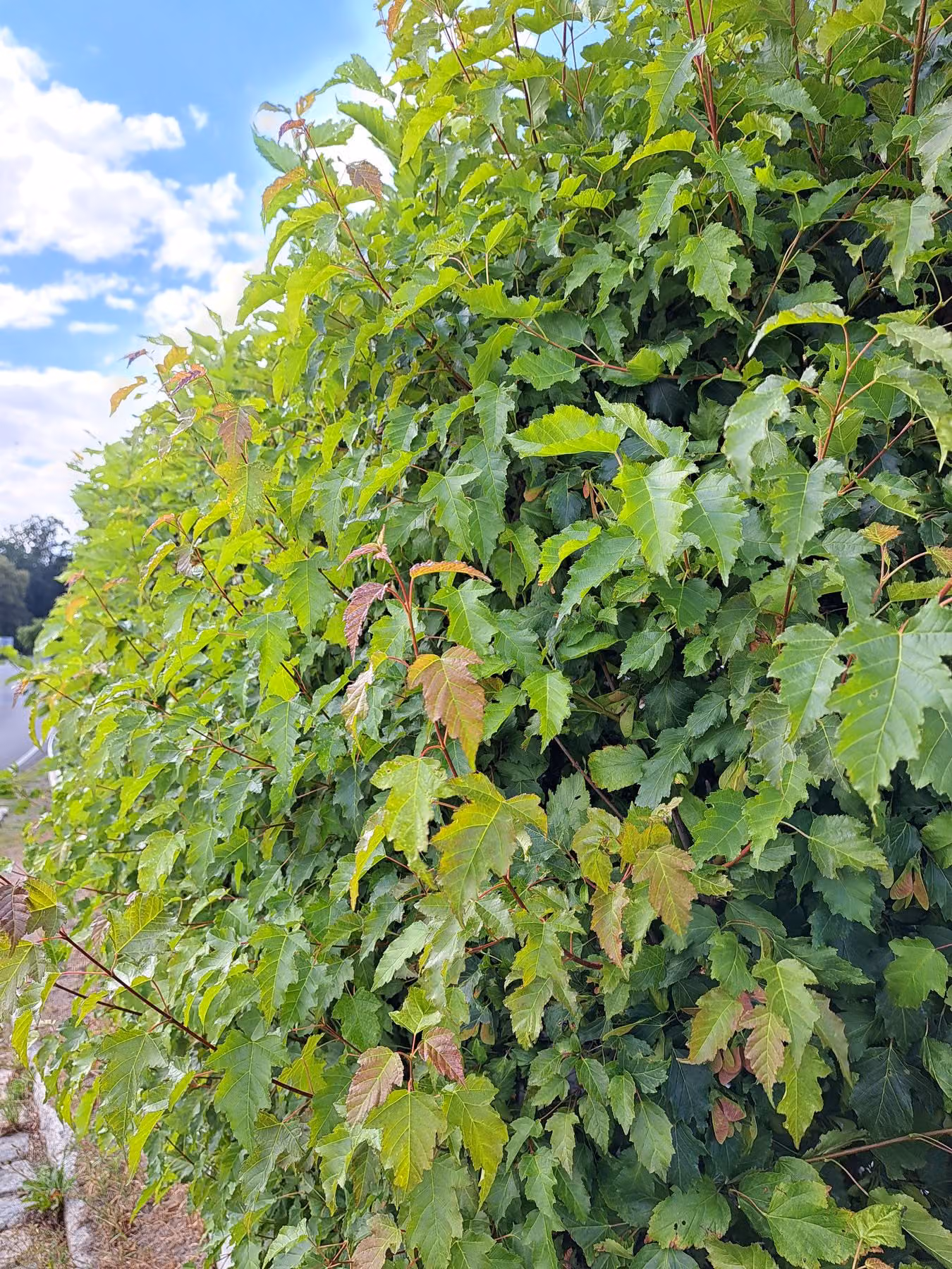 Dichte Gehölzwand mit beginnender Herbstfärbung als Sichtschutz