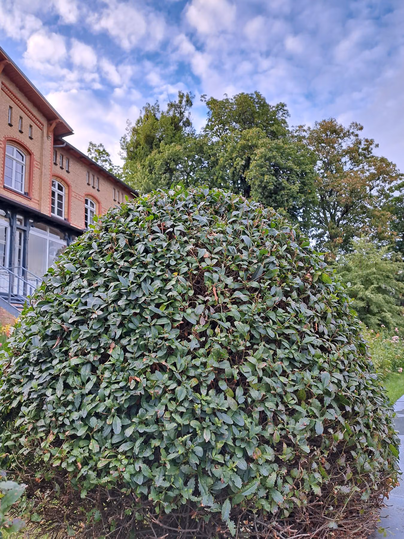 Großer Strauch in gleichmäßiger Kugelform geschnitten vor einem Altbau