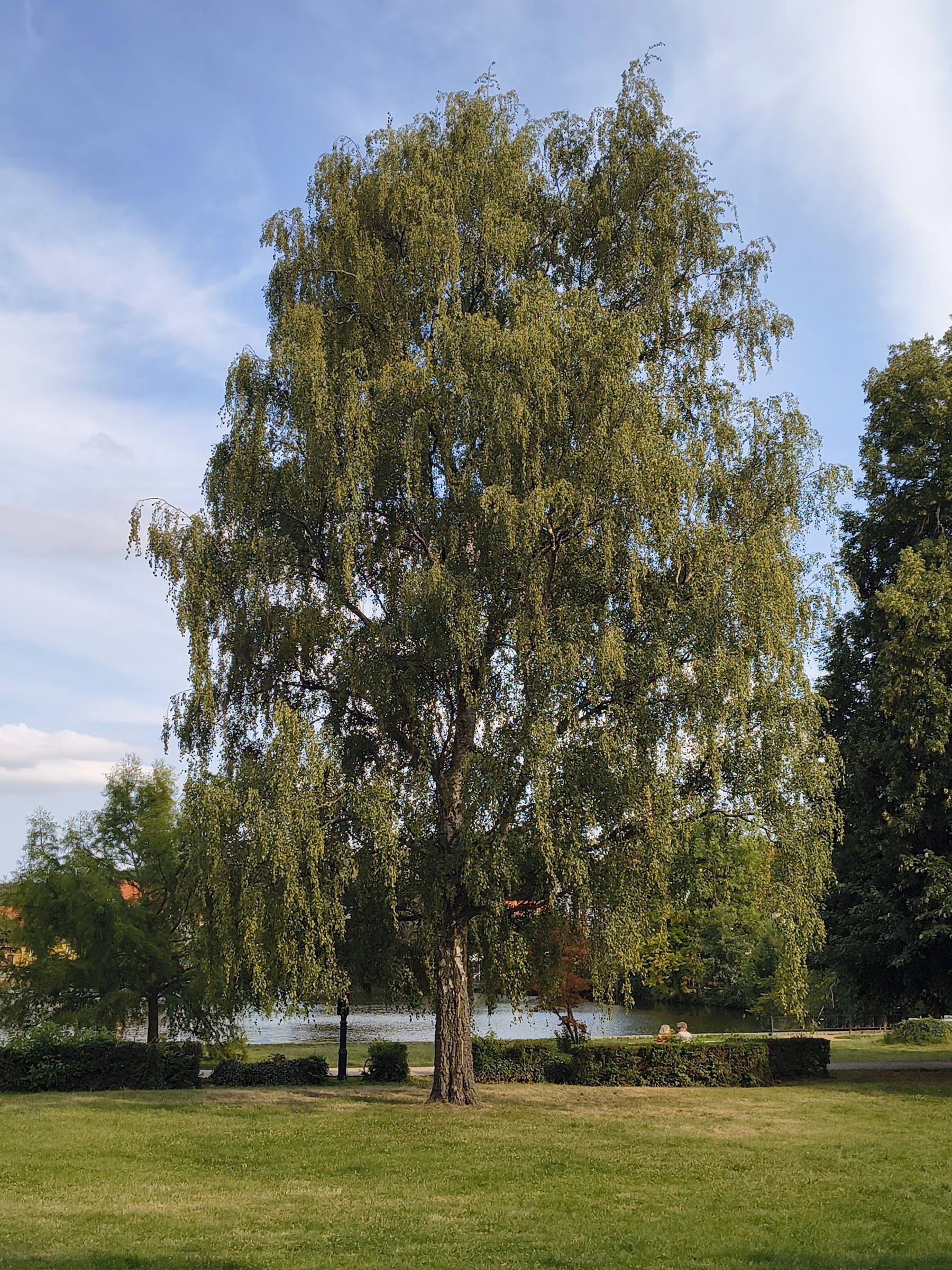 Ausgewachsene Hänge-Birke als Solitär auf einer Parkwiese, dahinter Wasser und eine geschnittene Hecke