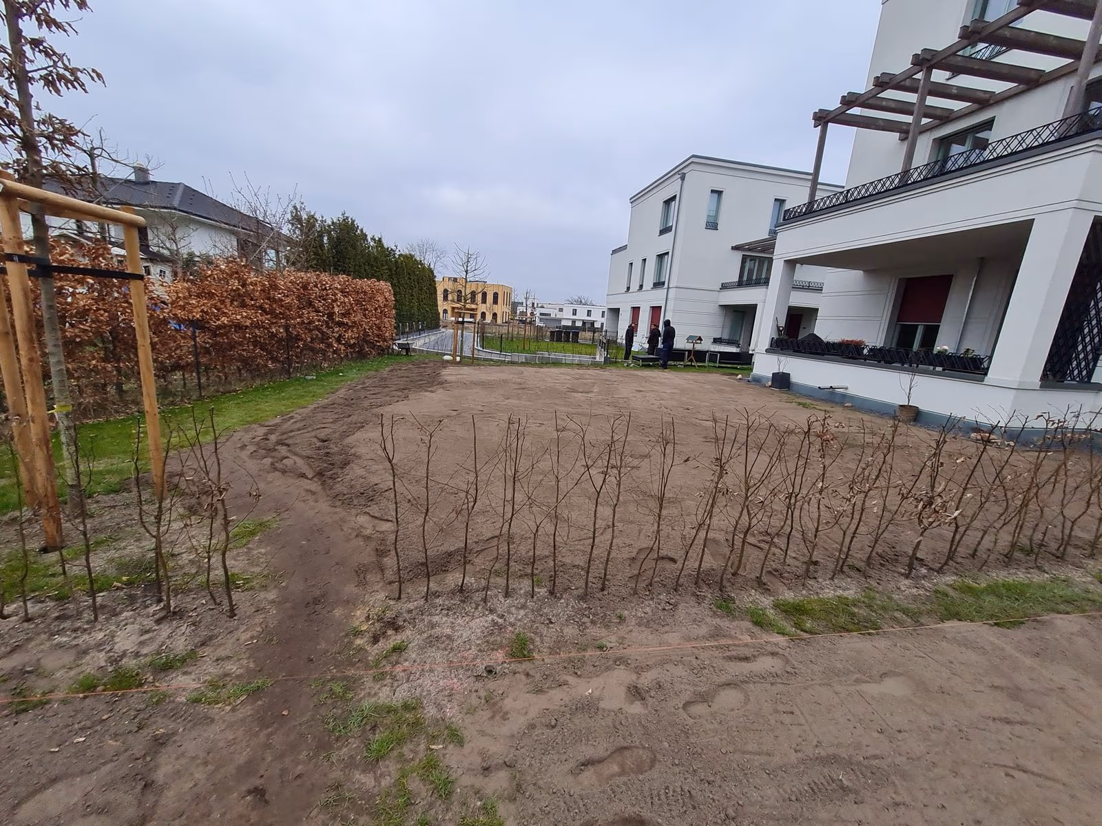 Frisch gesetzte Heckenpflanzung in Reihe entlang der Grundstücksgrenze