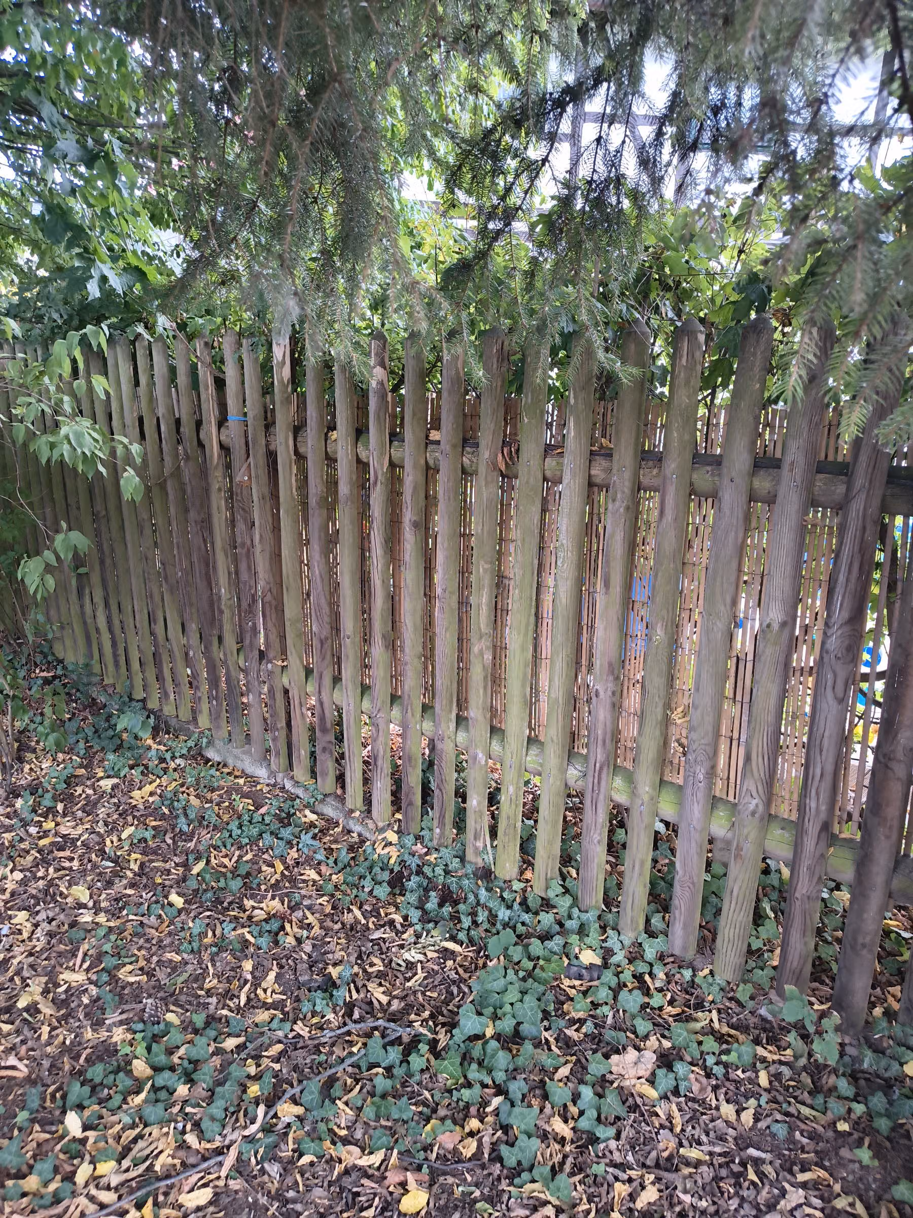 Bewitterter Holzzaun mit vergrautem Holz und grünem Algenbelag auf der Nordseite, davor Efeu und Laub