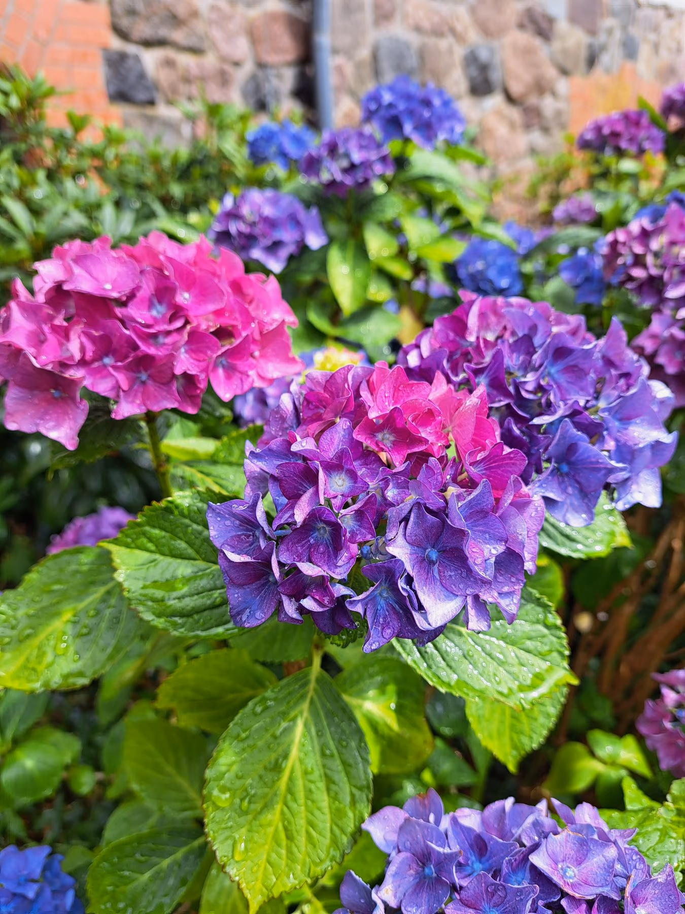 Blaue und pinkfarbene Bauernhortensien vor einer Feldsteinmauer
