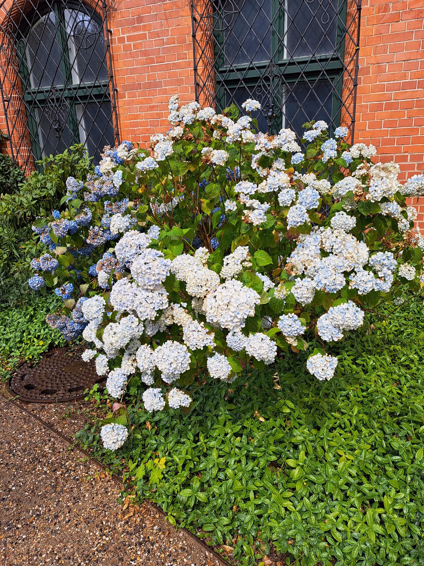 Hortensien mit weißen und blauen Blüten vor einer Ziegelfassade über Immergrün