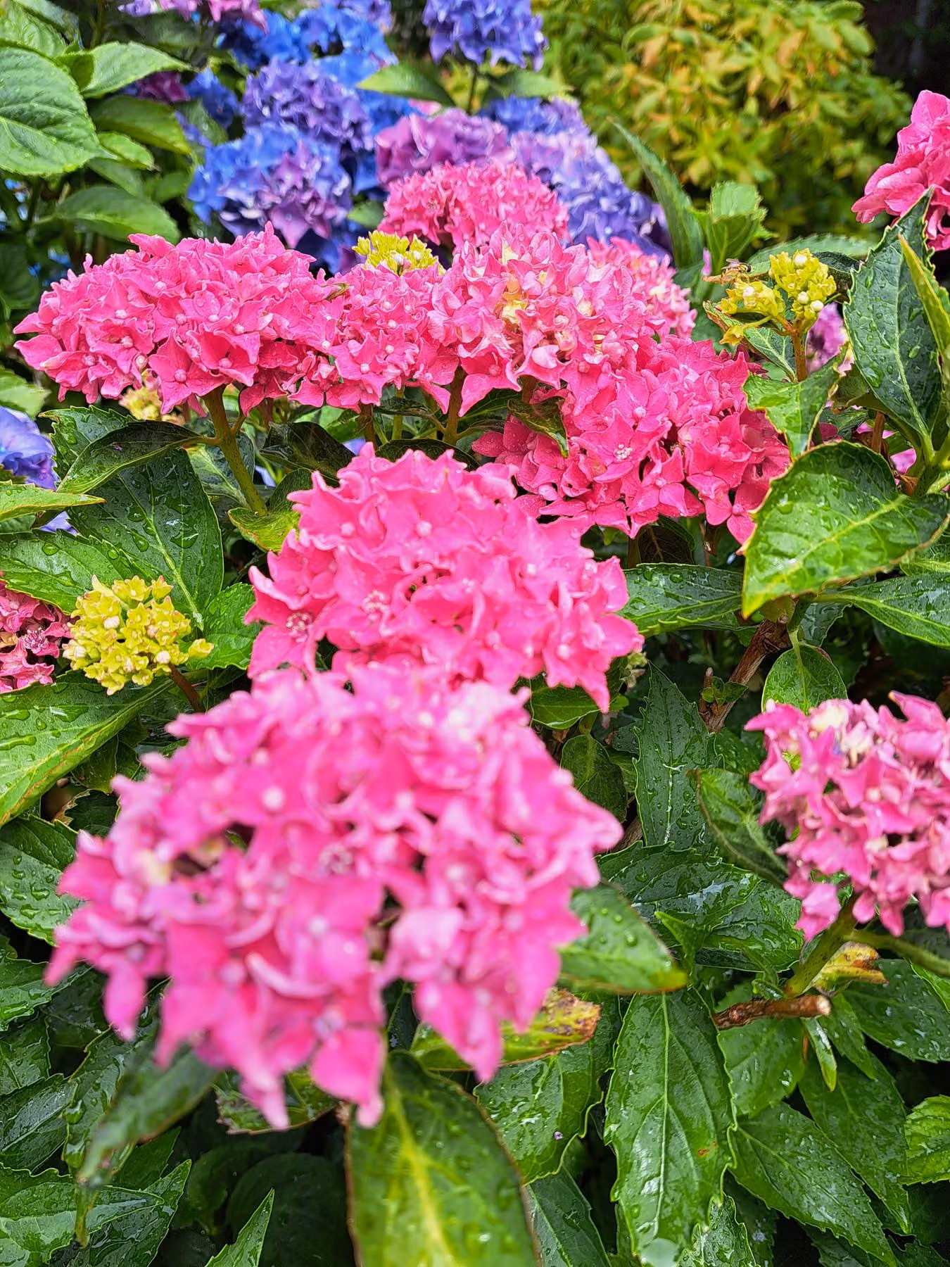 Nahaufnahme pinkfarbener Hortensienblüten nach einem Regenschauer
