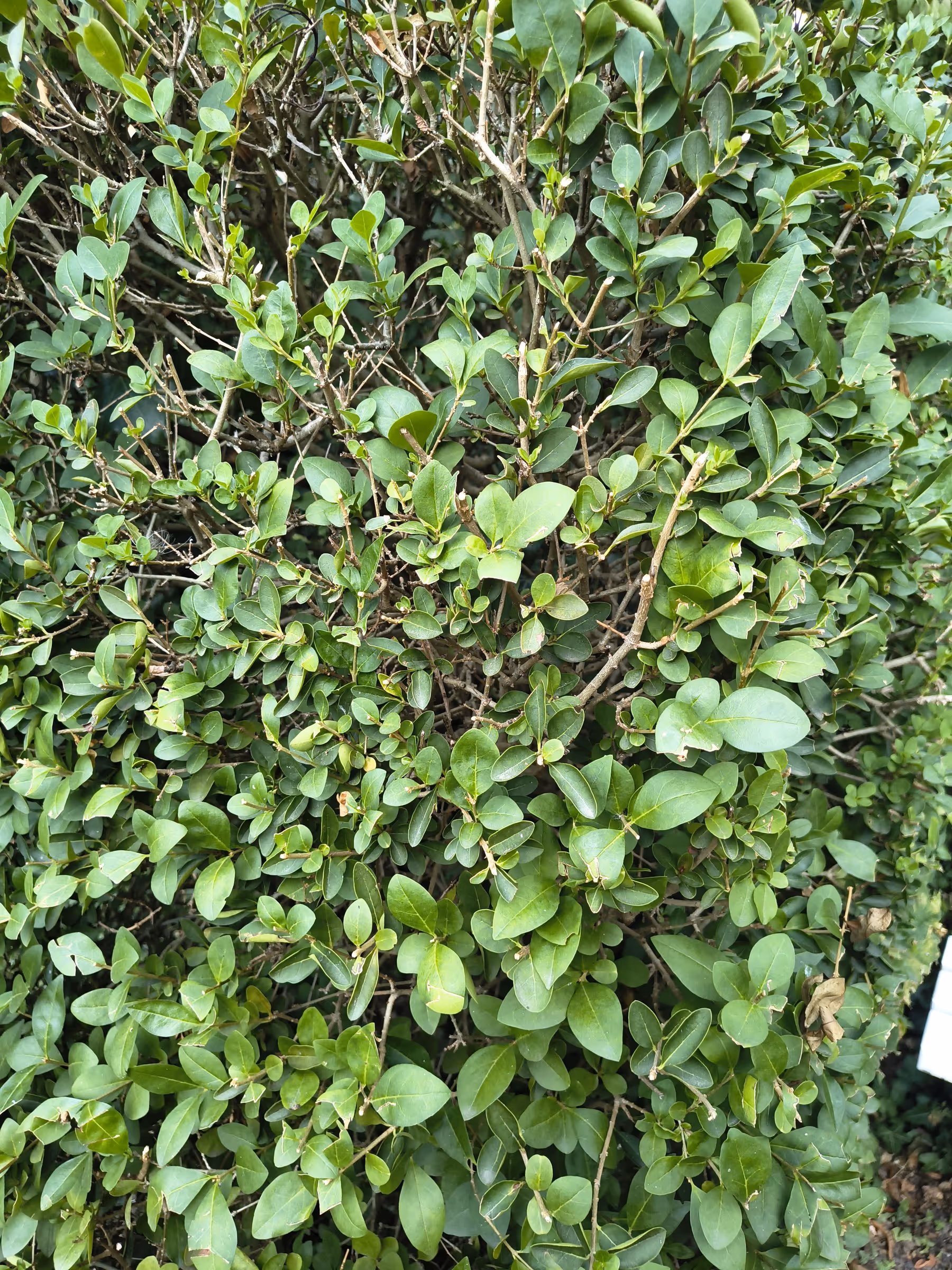 Ligusterhecke aus der Nähe: kleines ovales Blatt, dichte Verzweigung