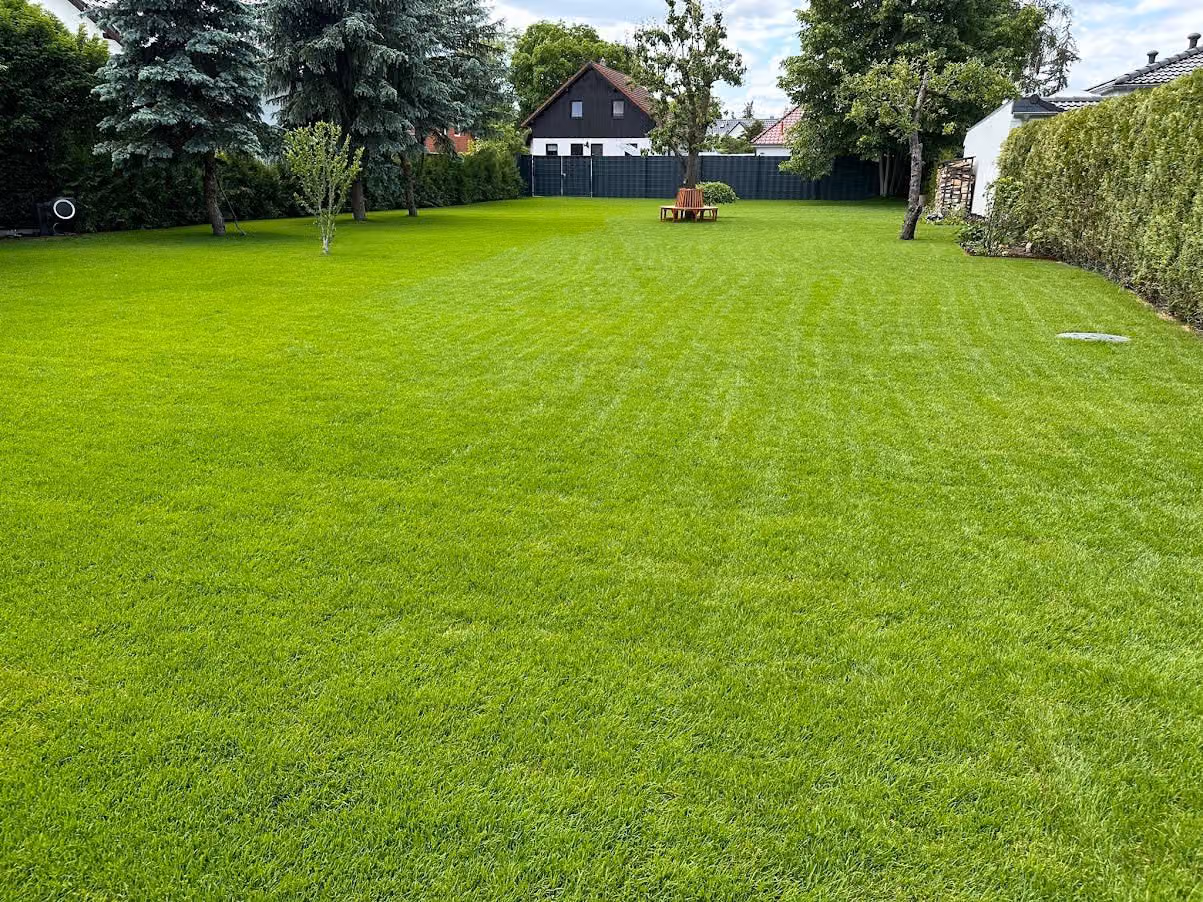 Dichte, frisch gemähte Rasenfläche mit sichtbaren Schnittstreifen im Hausgarten
