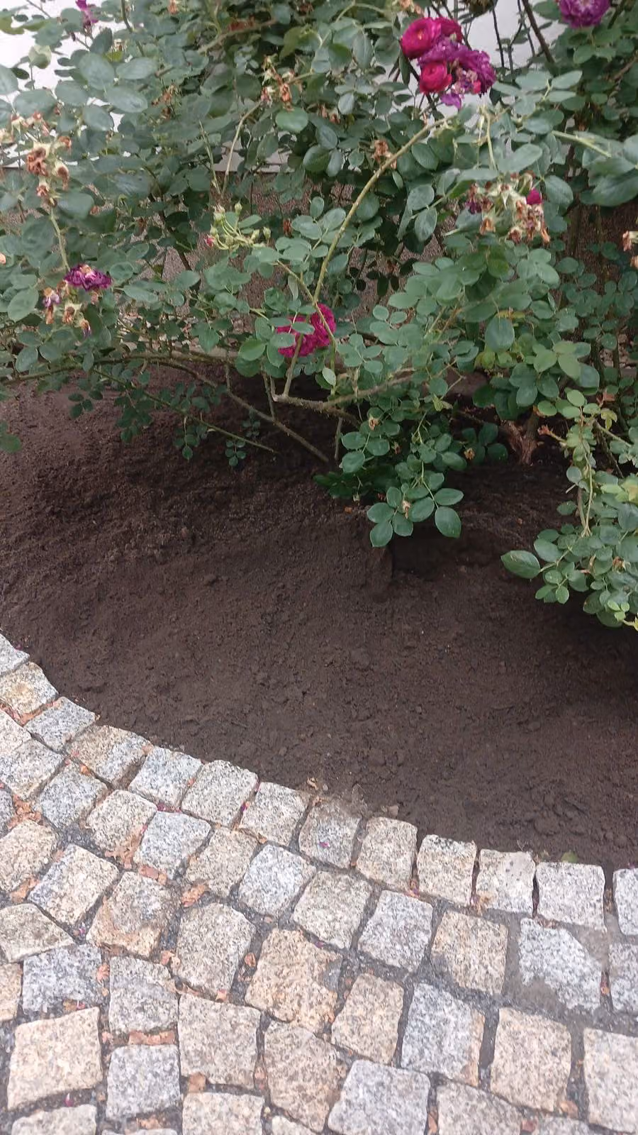 Rosenbeet mit frischem Boden und geschwungener Einfassung aus Granit-Kleinpflaster
