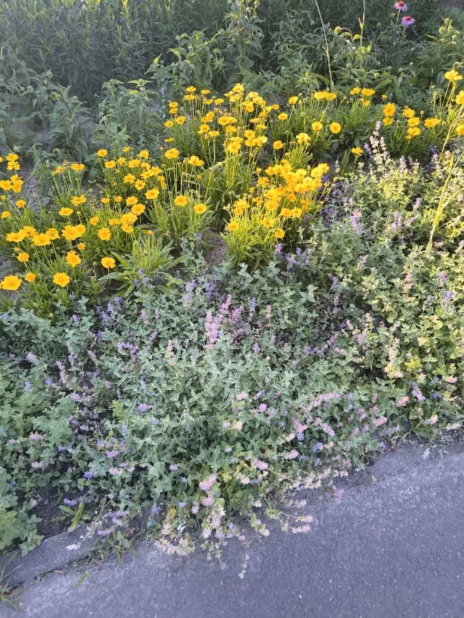 Blühendes Staudenbeet in Gelb und Blau entlang eines gepflasterten Weges