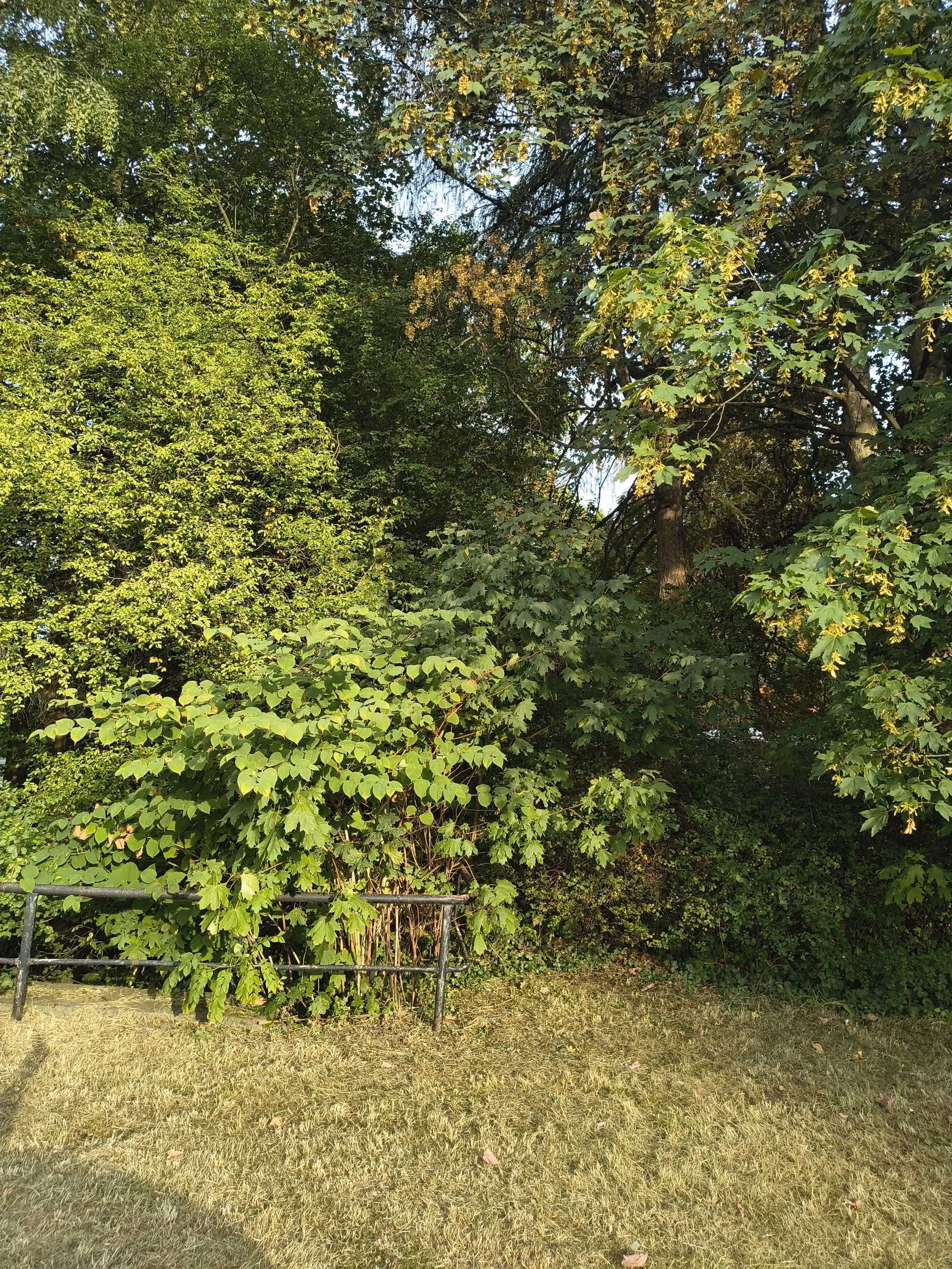 Flächiger Staudenknöterichbestand auf einer Böschung neben einer Wiese