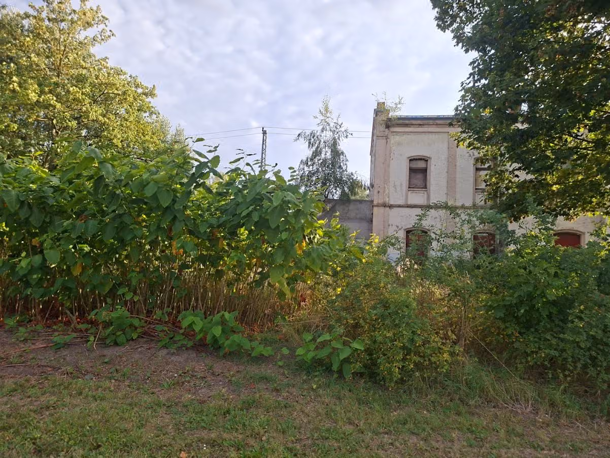 Dichter Staudenknöterich-Bestand vor einem leerstehenden Gebäude, mannshoch aufgewachsen