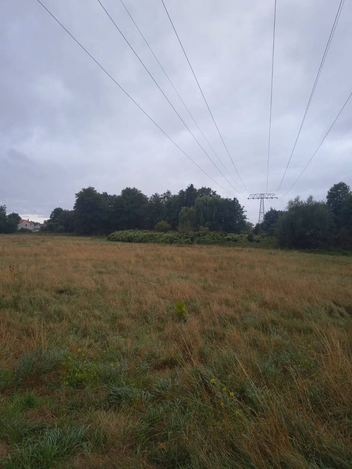 Wiese mit dichtem Staudenknöterichbestand am Gehölzrand unter einer Hochspannungsleitung