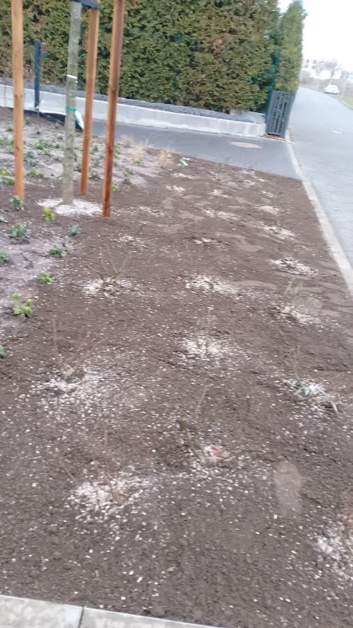 Frisch gesetzte Staudenpflanzung entlang eines Gehwegs, Boden noch offen