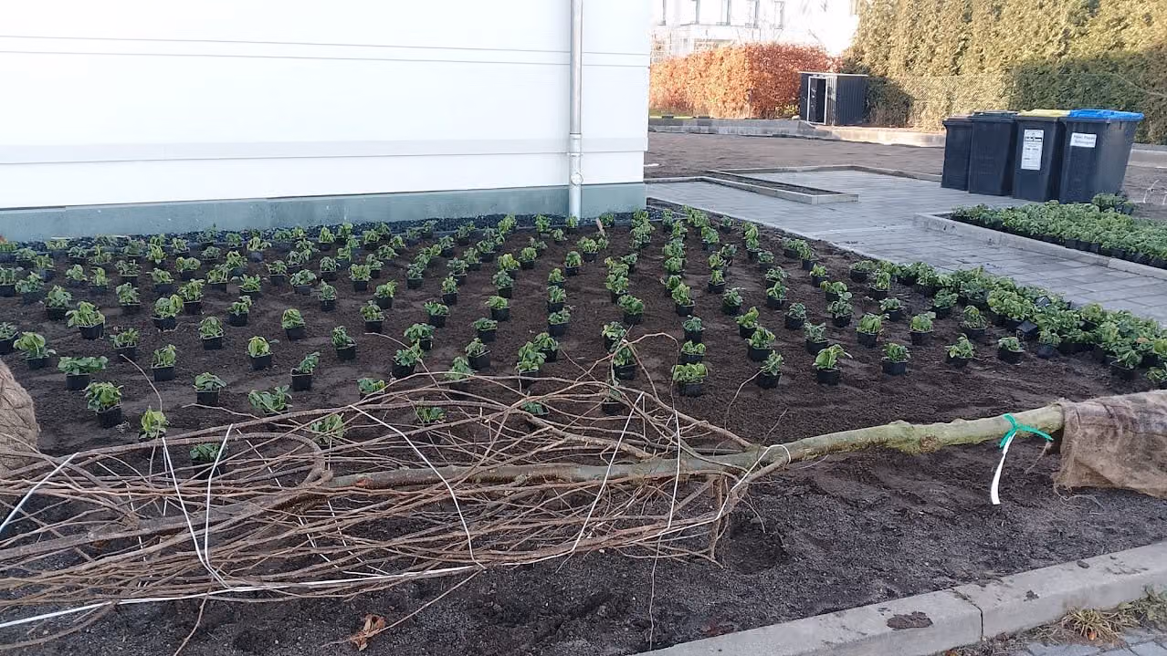 Flächige Staudenpflanzung in gleichmäßigen Reihen in einer neuen Grünanlage