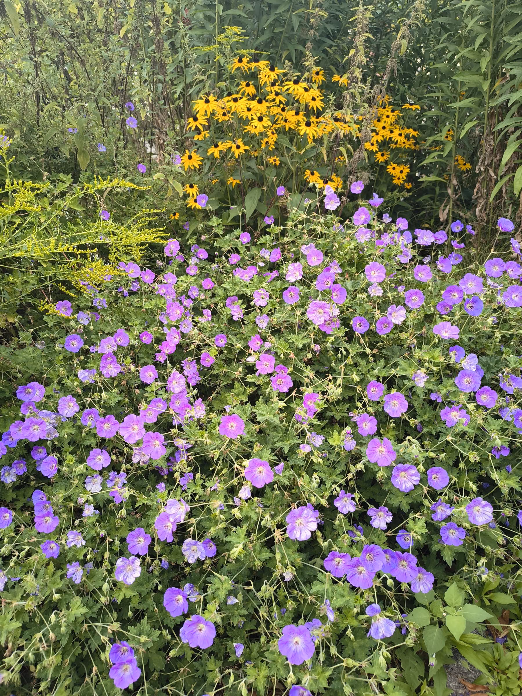 Violett blühender Storchschnabel als Teppich, dahinter gelber Sonnenhut