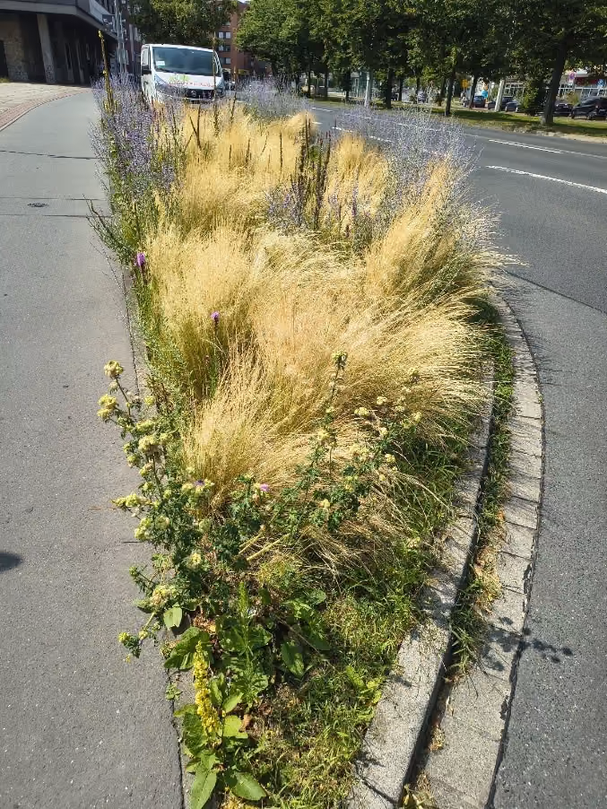 Straßenbegleitgrün aus Gräsern und Stauden im Sommer