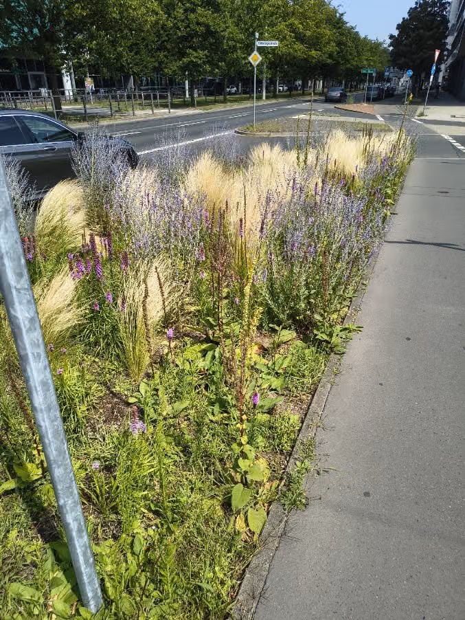 Bepflanzter Mittelstreifen mit trockenheitsverträglichen Stauden und Ziergräsern