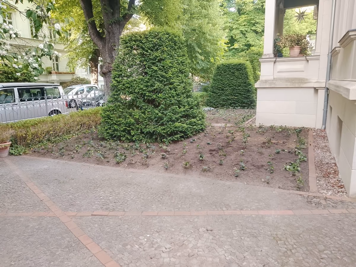 Vorgarten eines Altbaus mit frisch gesetzten Bodendeckern entlang des Zugangswegs