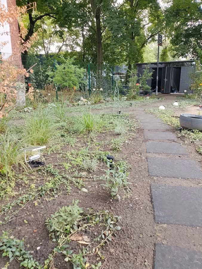 Frisch bepflanzter Vorgarten mit Plattenweg und Bodendeckern auf Rindenmulch